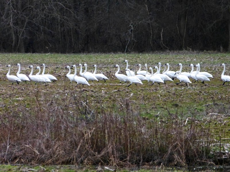 Snow Geese 1